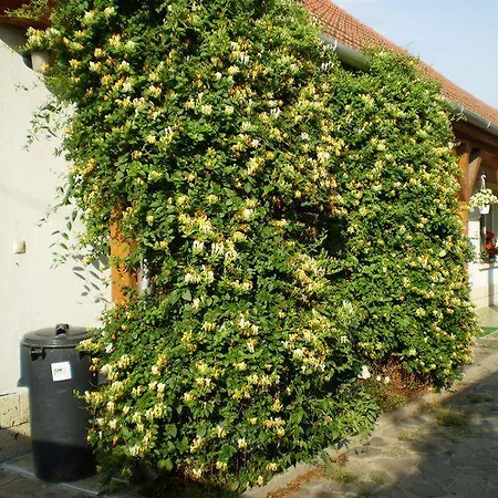 Dori Szallashely Апартаменты